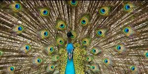 Qual o significado da pena de Pavão