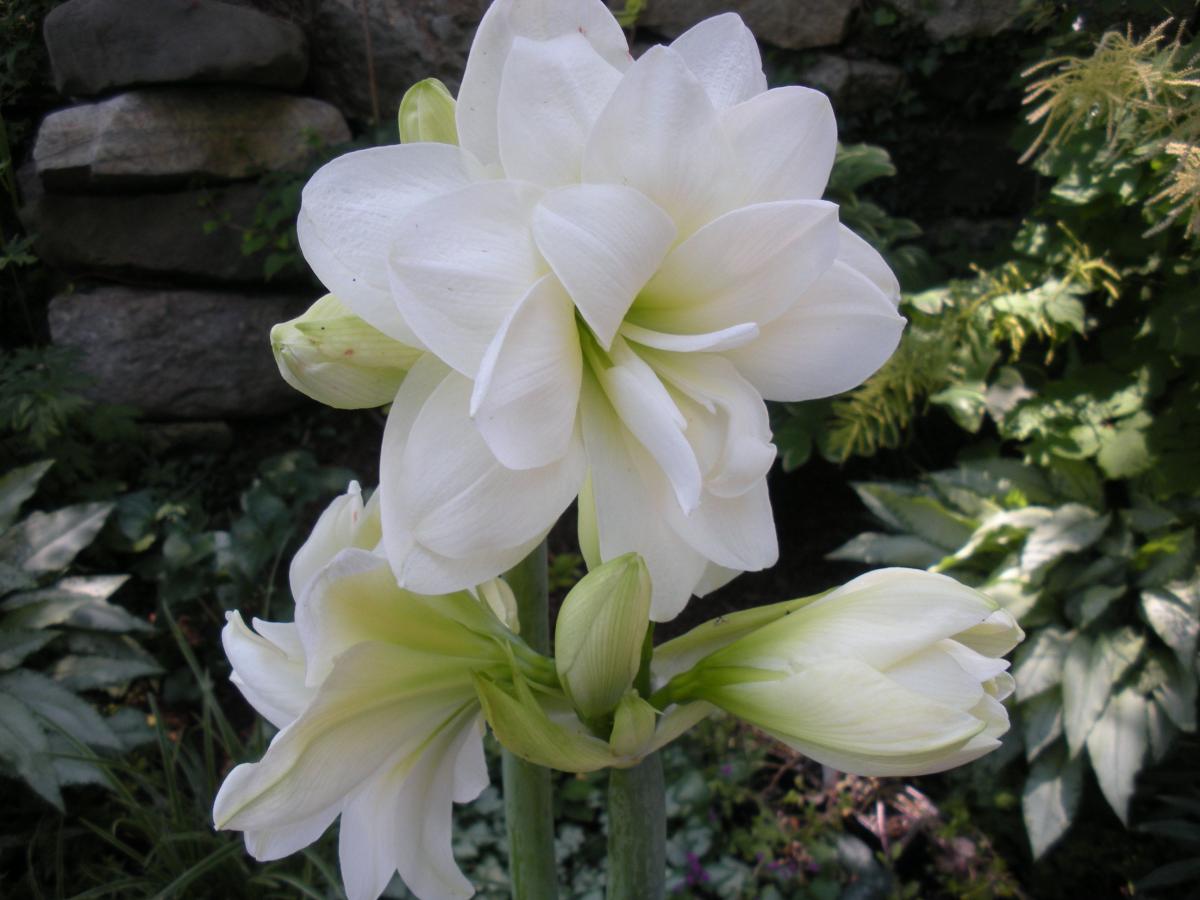 Como fazer a Amarílis florescer novamente