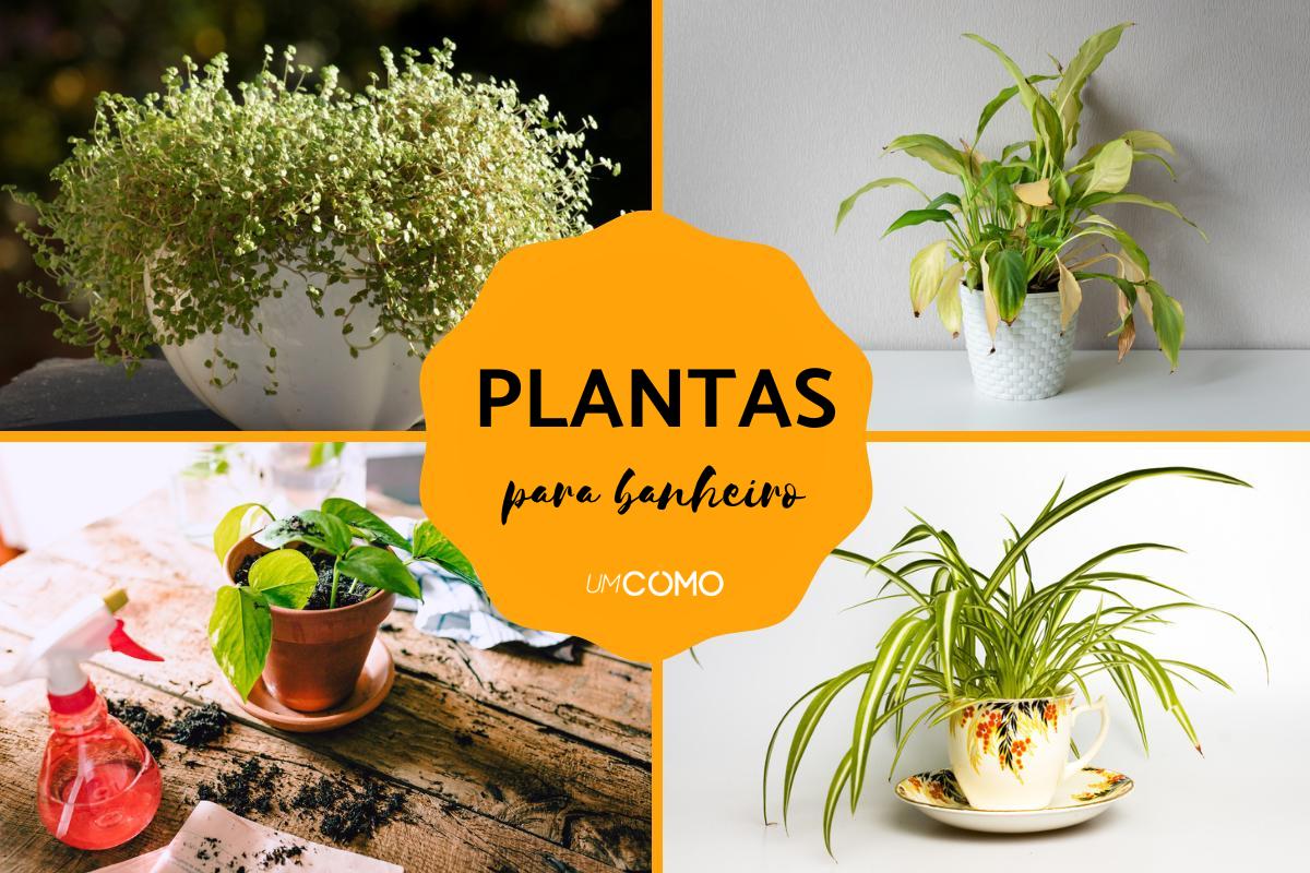 Plantas que podem ficar no banheiro