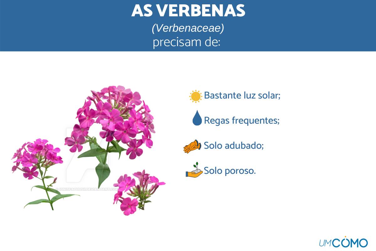 Como cuidar de verbenas