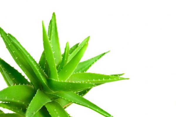 Como tratar herpes genital com remédios caseiros - Passo 3