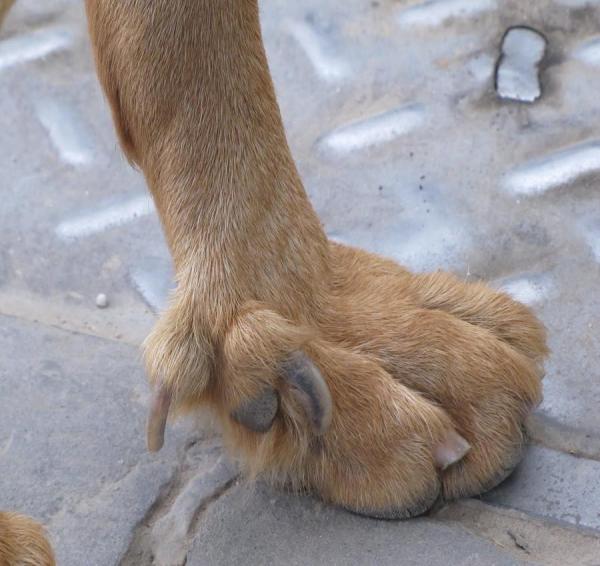 Como cortar os esporões de um cachorro