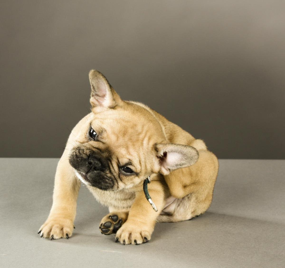 Como prevenir a sarna canina