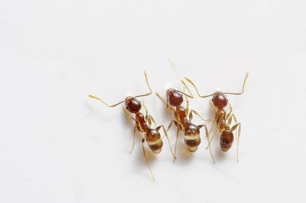 Como fazer armadilhas para formigas - Passo 2