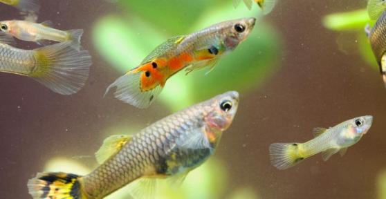 Como saber se meu peixe está grávida