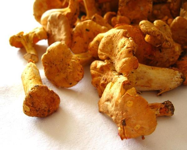 Como guardar cogumelos - Como guardar cogumelos: ao natural