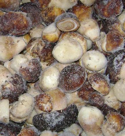 Como guardar cogumelos - Como guardar cogumelos: congelados