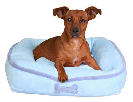 Como limpar a cama do meu cachorro