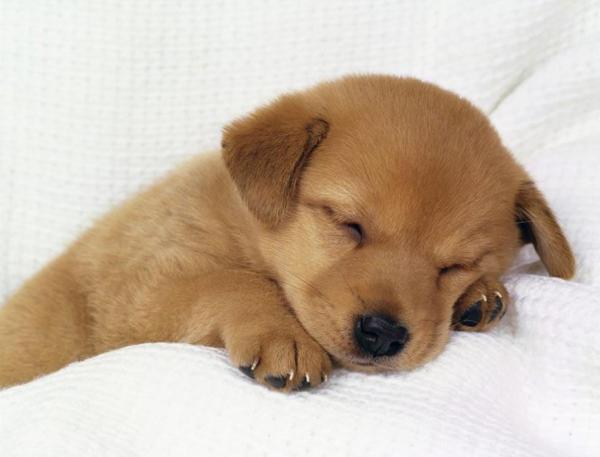 Como limpar a cama do meu cachorro - Passo 9