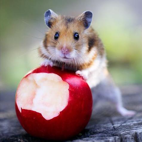 Que frutas meu hamster pode comer