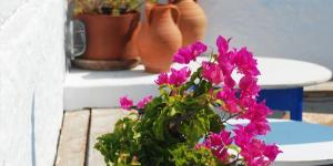 Como decorar um quintal com flores
