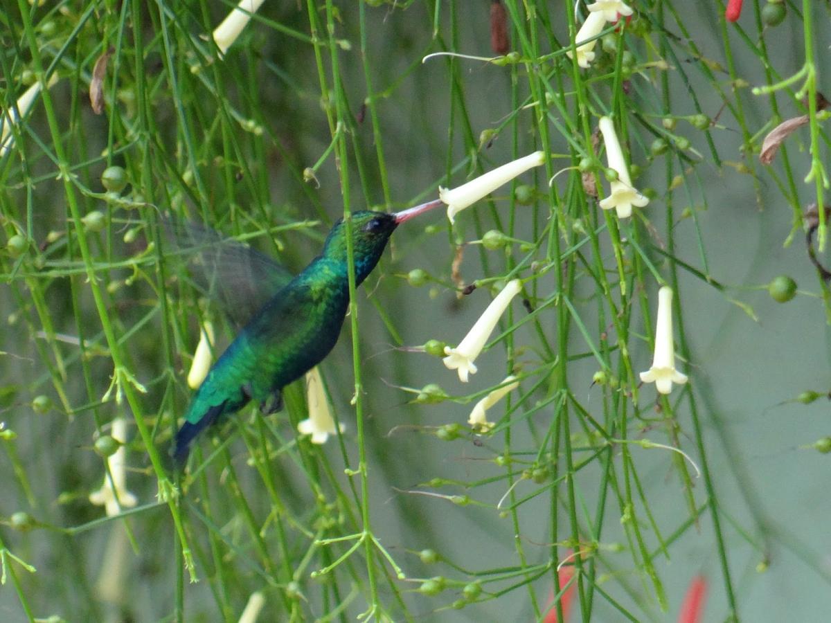 Como plantar Flor-de-coral