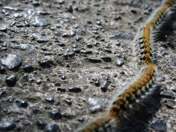 Como acabar com a lagarta do pinheiro - Passo 2