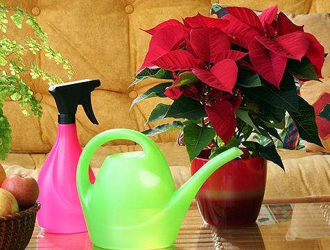 Como conservar a flor-da-Páscoa - Passo 3