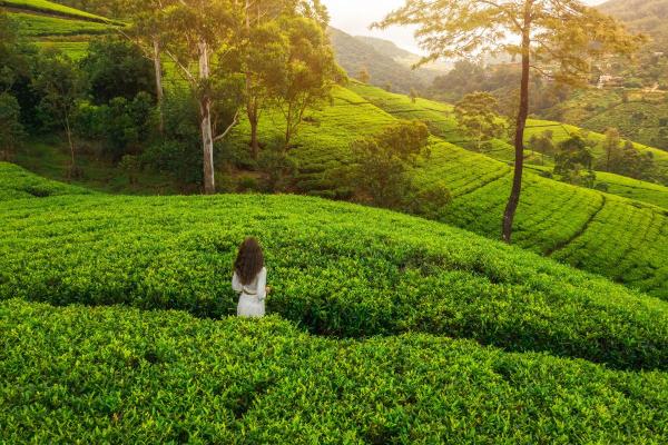 Para onde viajar em janeiro - Sri Lanka