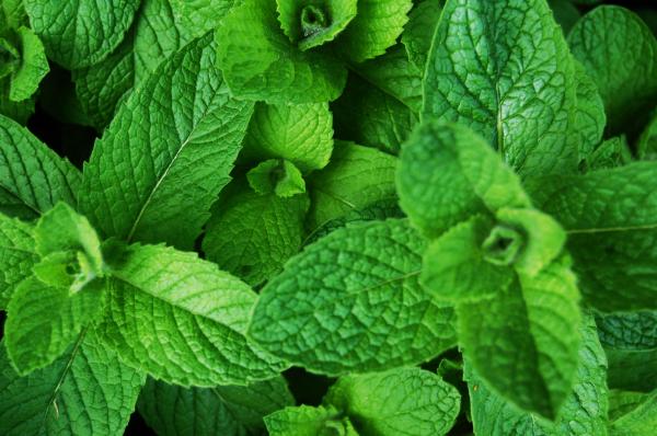 Como fazer licor de menta - Passo 1