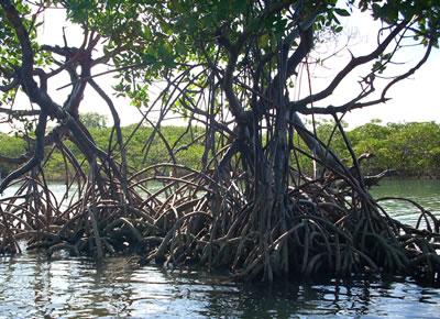 O que fazer em Porto de Galinhas - Passear pelo manguezal