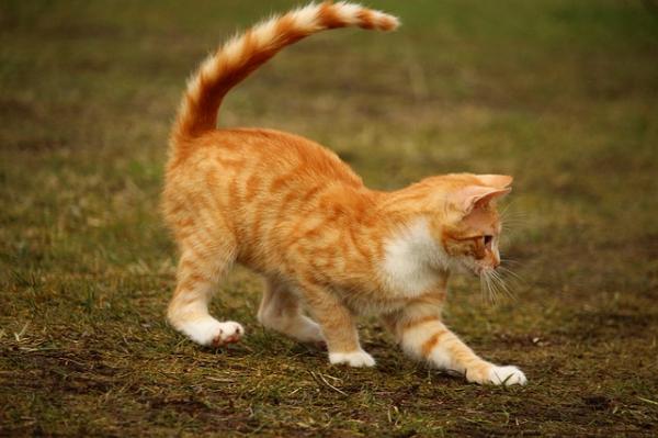 Porque os gatos tremem a cauda - Passo 1