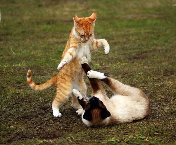 Porque os gatos tremem a cauda - Passo 3