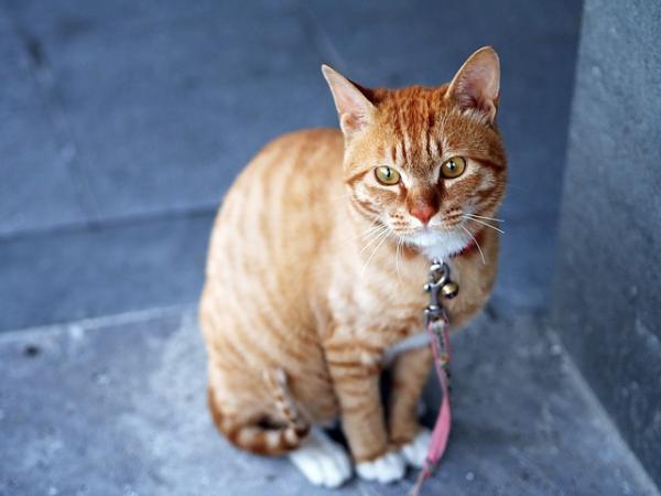 Porque os gatos tremem a cauda - Passo 4