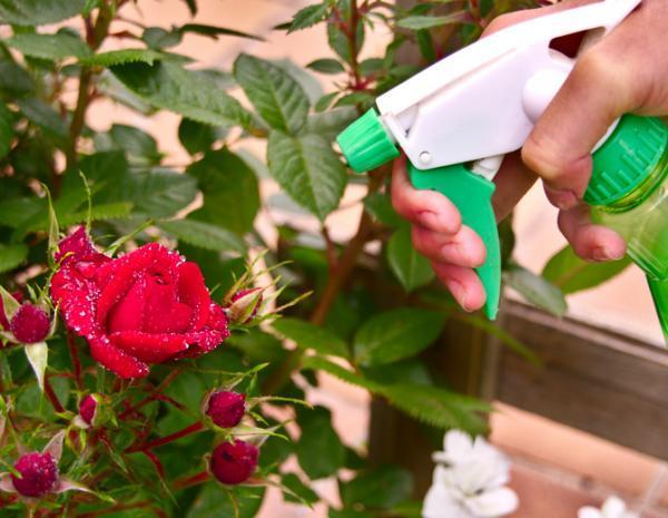 Como usar óleo de neem para plantas - Inseticida caseiro - Como usar óleo de neem nas plantas