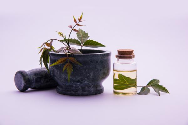 Como usar óleo de neem para plantas - Inseticida caseiro