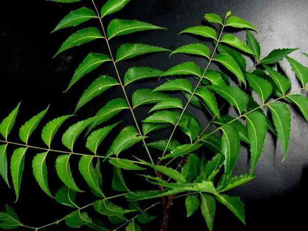 Como usar óleo de neem para plantas - Inseticida caseiro - Propriedades do óleo de neem ou amargosa