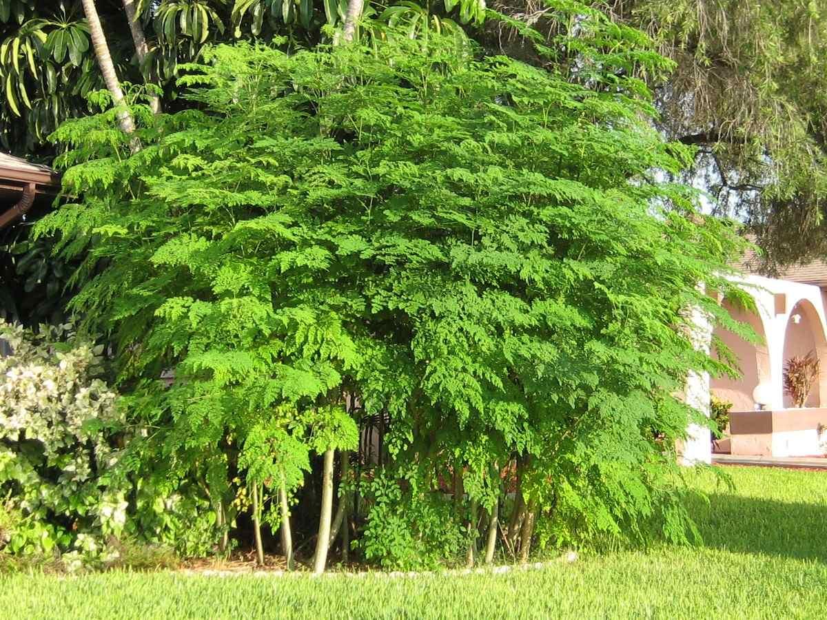 Quais os benefícios da planta Moringa