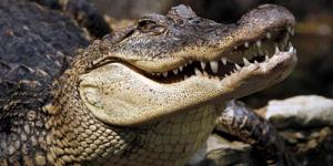 Qual a diferença entre crocodilo e jacaré