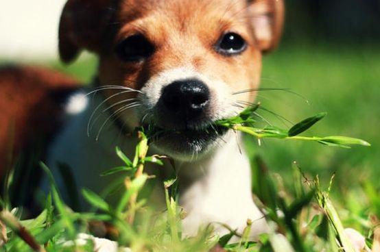Como ensinar um cachorro a não morder as plantas