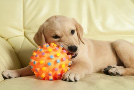 Como ensinar um cachorro a não morder as plantas - Passo 1