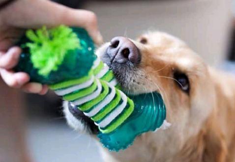 Como ensinar um cachorro a não morder as plantas - Passo 4