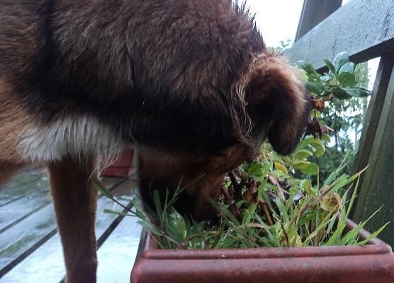 Como ensinar um cachorro a não morder as plantas - Passo 5