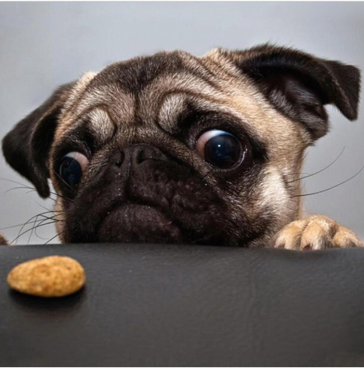 Como fazer biscoito canino caseiro