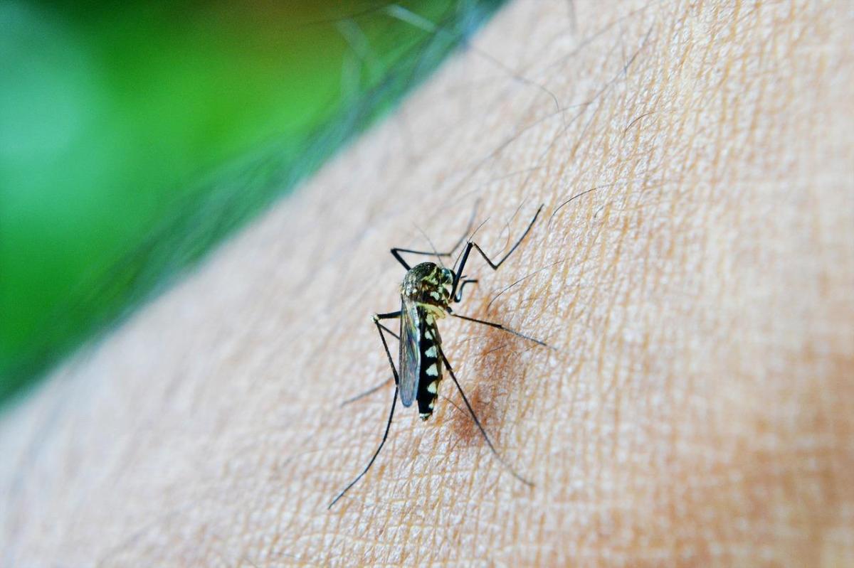 Como fazer repelente caseiro para mosquitos