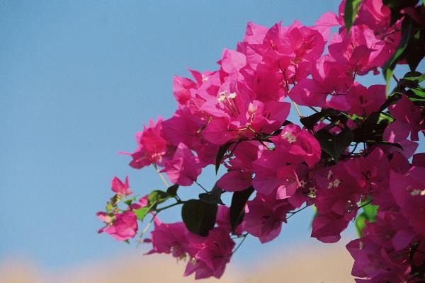 Como florescer bougainville