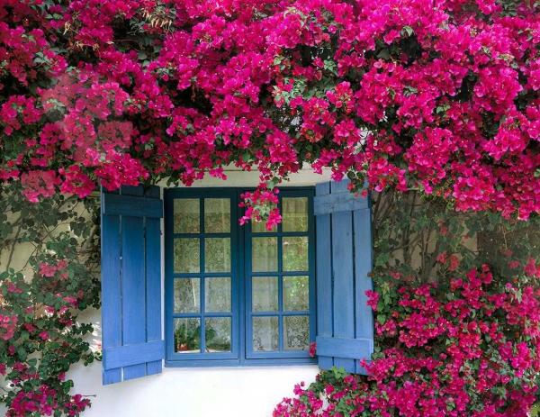 Como florescer bougainville - Como plantar bougainville