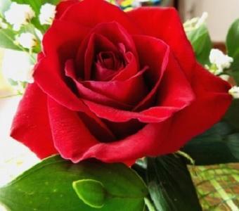 Como cuidar de um jardim de rosas