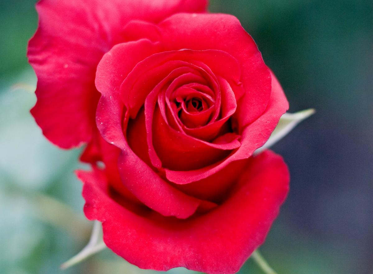 Como conservar as pétalas de rosa frescas