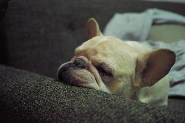 Por que meu cachorro chora enquanto dorme - Passo 1