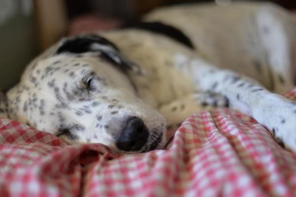 Por que meu cachorro chora enquanto dorme - Passo 2
