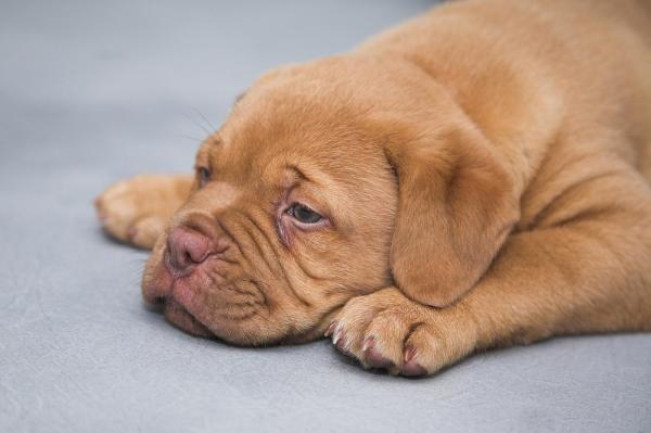 Por que meu cachorro chora enquanto dorme - Passo 3