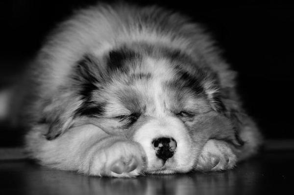 Por que meu cachorro chora enquanto dorme - Passo 4