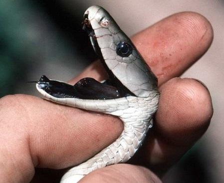 Quais são os animais mais perigosos do mundo