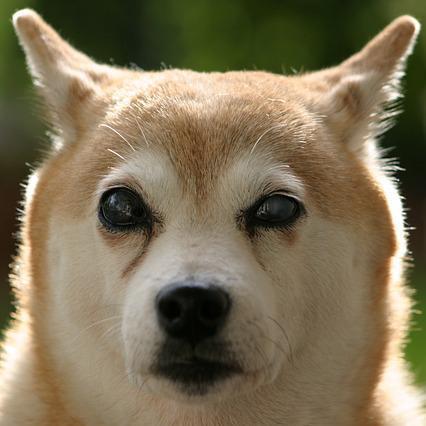 Como saber se meu cão tem conjuntivite