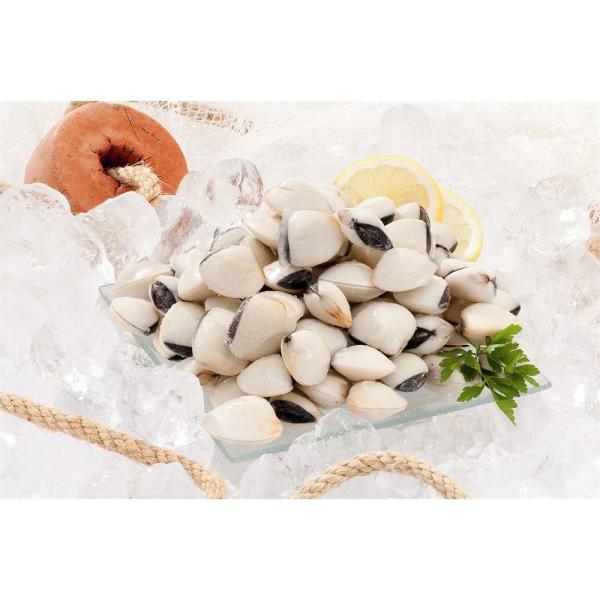 O que são bivalves - Tipos de bivalves