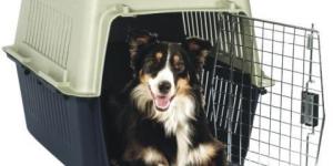 Como viajar com meu cachorro de barco