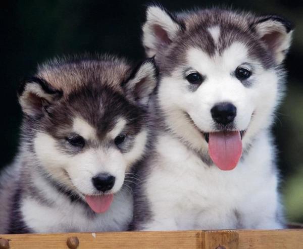 Como cuidar de um Husky Siberiano