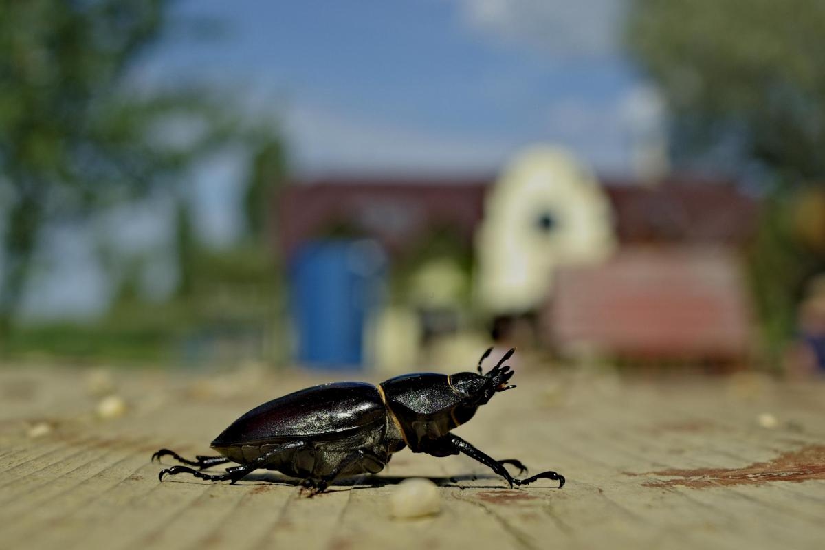 Como os insetos veem