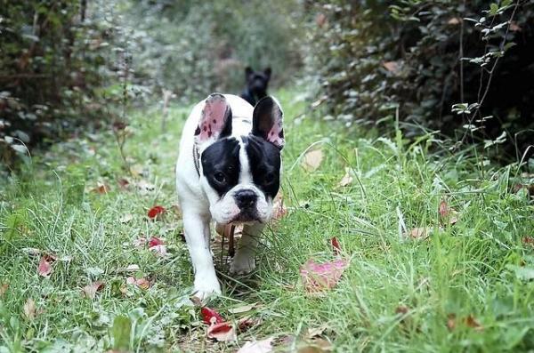 Quantas vezes devo passear com meu cachorro - Depende da idade do cachorro